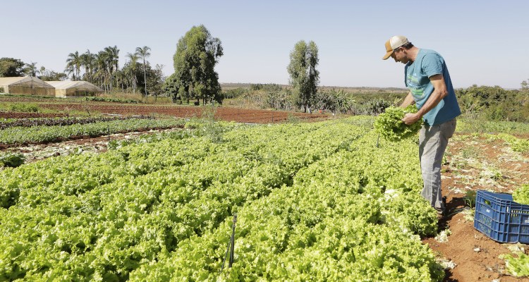 Você está visualizando atualmente Governo repassa crédito de R$ 220 milhões para agricultura familiar