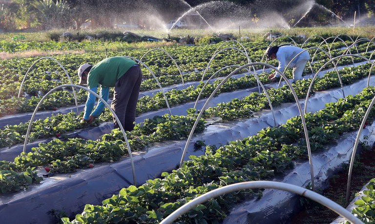 Ministério lança Plano de Investimento para Agricultura Sustentável