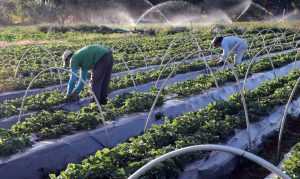 Leia mais sobre o artigo Ministério lança Plano de Investimento para Agricultura Sustentável